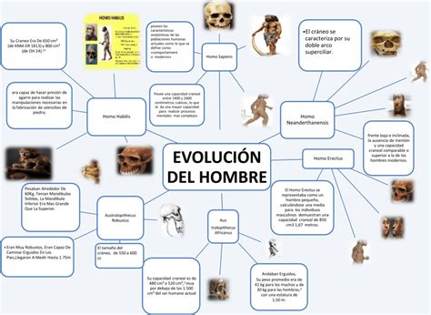 Mapas Conceptuales Evolución Del Hombre 【descargar】