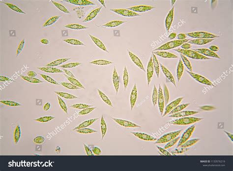 643 Euglena on microscope Images, Stock Photos & Vectors | Shutterstock