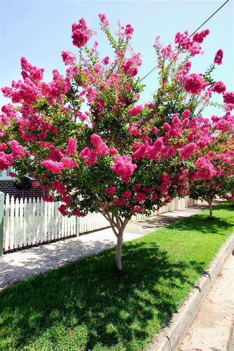 Crepe myrtle – Artofit