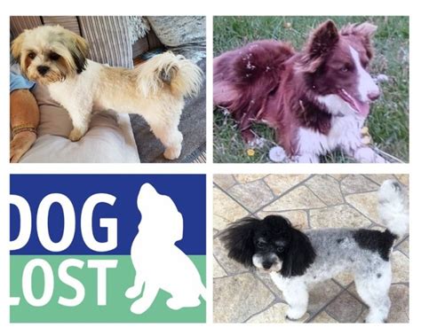 Doglost Appeal Can You Help Find Socks Bogyo And Willow The Paw Post