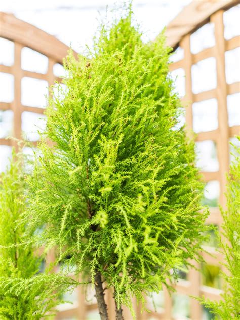 Growing Lemon Cypress Trees Lemon Cypress Plant Care