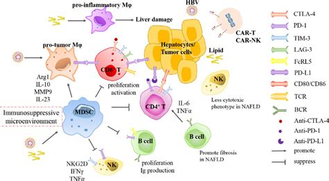 Alteration Of Immune Cells In HBV And NAFLD HCC And Corresponding