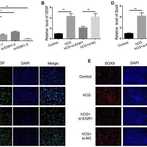 Silencing EGR1 Inhibits HCG Induced VEGF And SOX9 Expression In KGN