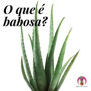 Conheça todos os benefícios da babosa para a sua saúde e beleza