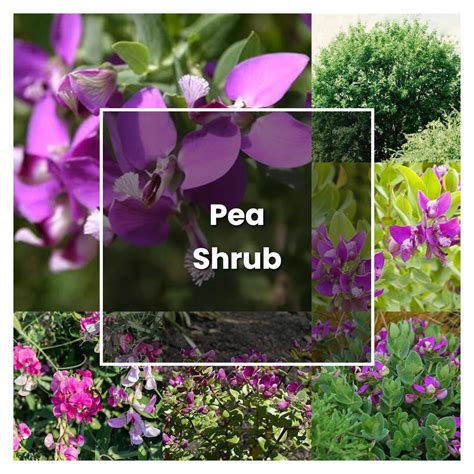 How To Grow Pea Shrub Plant Care And Tips Norwichgardener