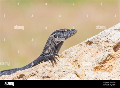 Rosenberg Lizard Hi Res Stock Photography And Images Alamy