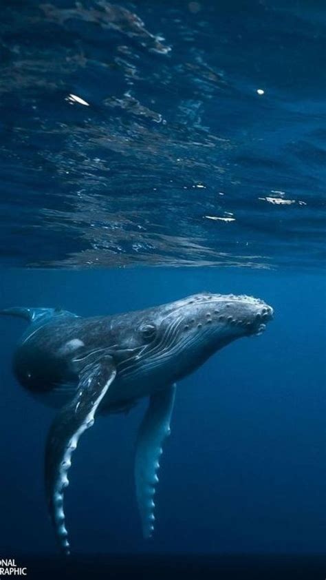 Peruvian Whale 'Beats' Blue Whales As The Heaviest Animal | trstdly ...