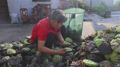 小莲子大丰收 “莲”通乡村致富路湖南民生网