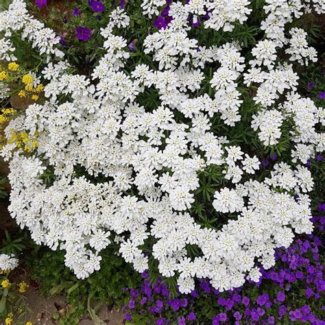Candytuft Iberis Sempervirens Drought Tolerant Ground Cover Plant Seed