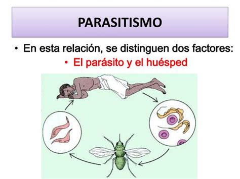 Ppt Dra Judith Rold N Rodr Guez Secci N De Parasitolog A Powerpoint