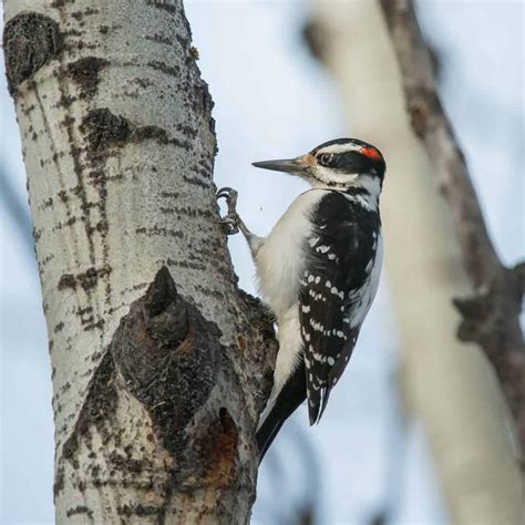 Woodpeckers In New Mexico 9 Species To Search For