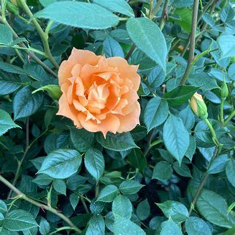 Rose Climbing Bridge Of Sighs Bare Root Harkness Roses