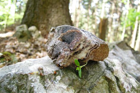 Free Images Tree Nature Forest Rock Growth Wood Leaf Trunk