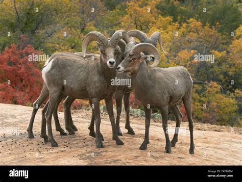 Desert Bighorn Sheep Ovis Canadensis Nelsoni Rams In Autumn Zion