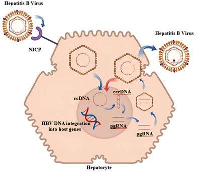 Frontiers Effects Of Hepatitis B Virus Infection And Strategies For