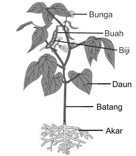 Bagian Bagian Tumbuhan Beserta Fungsi Akar Batang Daun Dan Bunga