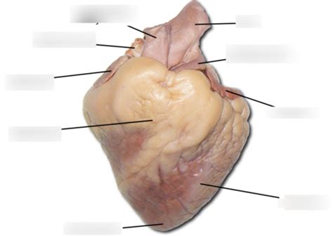 Anterior View Of Sheep Heart Labeled Home Alqu