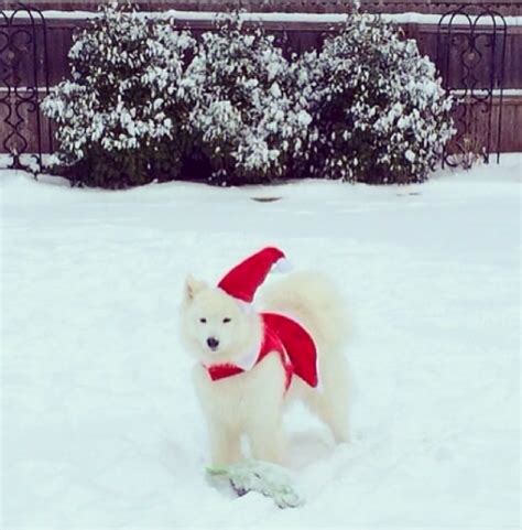 Christmas Santa Samoyed หมา