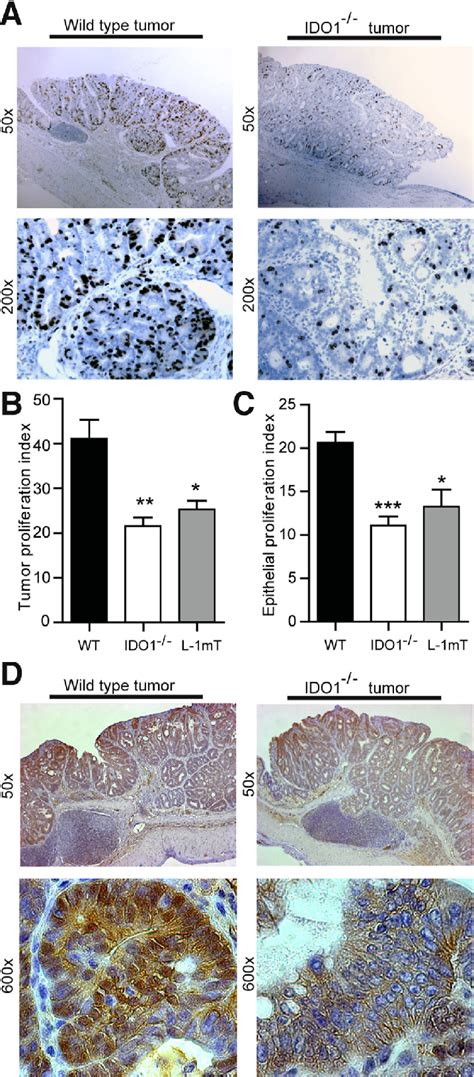 Ido Expression Supports Epithelial Proliferation In Tumors And