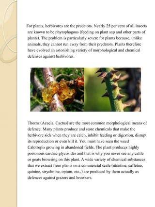 BIOLOGY INVESTIGATORY PROJECT Pdf