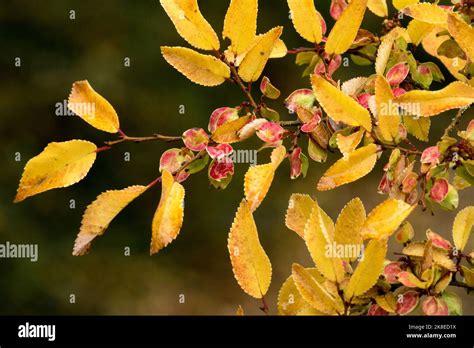 Chinese Elm Ulmus Parvifolia Geisha Lacebark Elm Autumn Seeds And