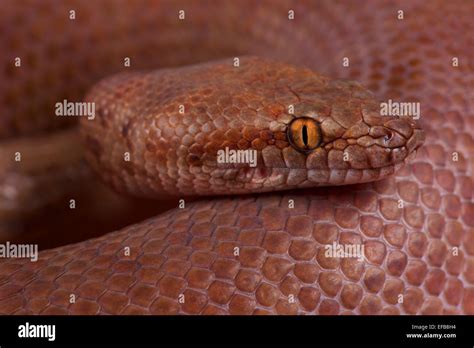 Perth Dwarf Python Hi Res Stock Photography And Images Alamy