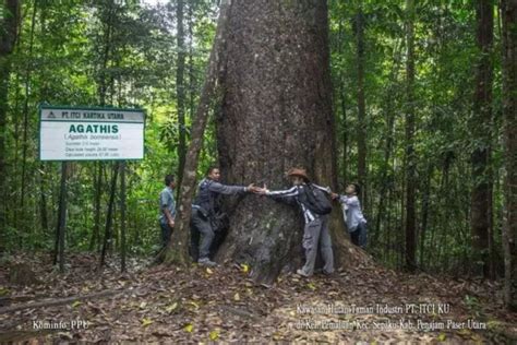 Flora Dan Fauna Di IKN Harus Dilindungi Radar Tarakan