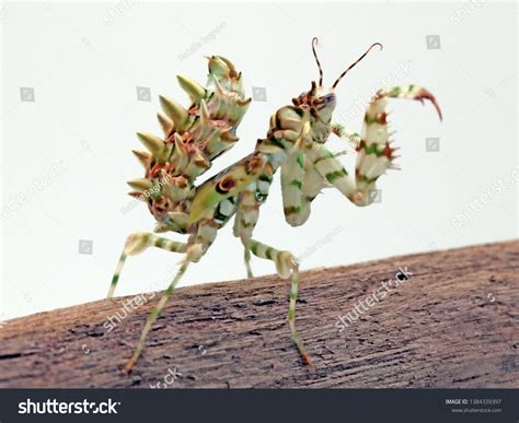 Spiny Flower Mantis Nymph Pseudocreobotra Wahlbergii Foto De Stock