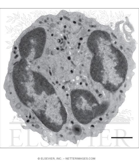 Electron Micrograph Of A Neutrophil