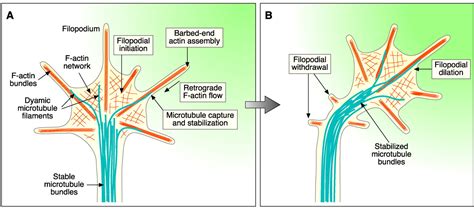 Molecular Mechanisms Of Axon Guidance Science