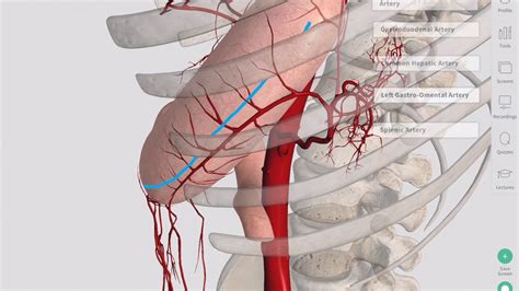 Blood Supply Of The Stomach Complete Anatomy YouTube