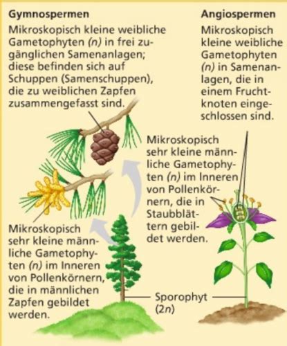 Pflanzen Ii Evolution Der Samenpflanzen Flashcards Quizlet