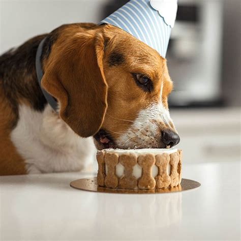 Como alimentar correctamente a un perro pequeño