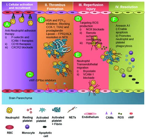 Targeting Neutrophil And Platelet Dependent Thromboinflammation In