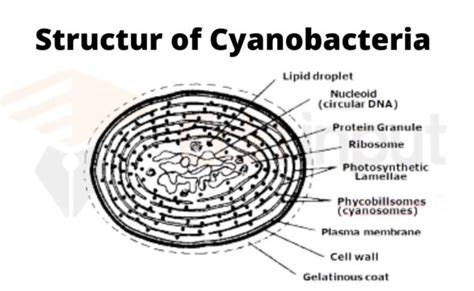 Cyanobacteria - Characteristics, Structure, Reproduction, and Classification