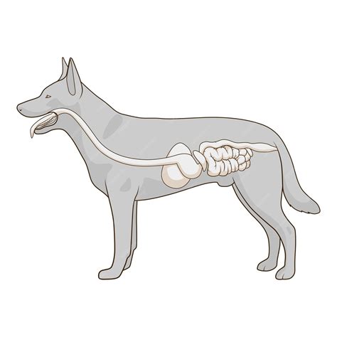 Sistema Digestivo De La Ilustración De Vector De Perro Vector Premium