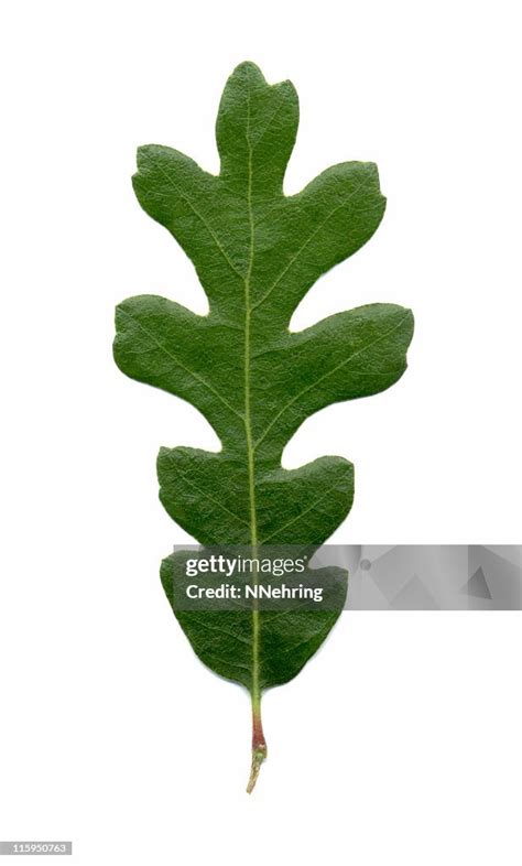 Valley Oak Leaf Quercus Lobata High-Res Stock Photo - Getty Images