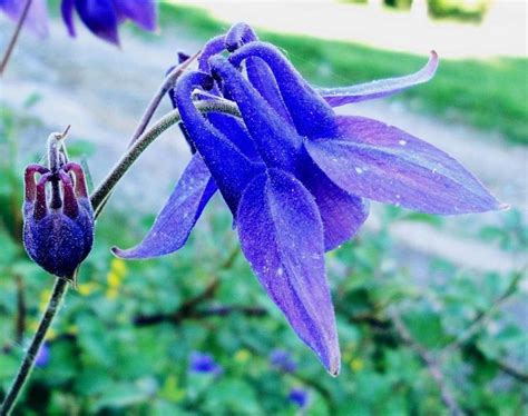 How To Grow Aquilegia Vulgaris Earthone