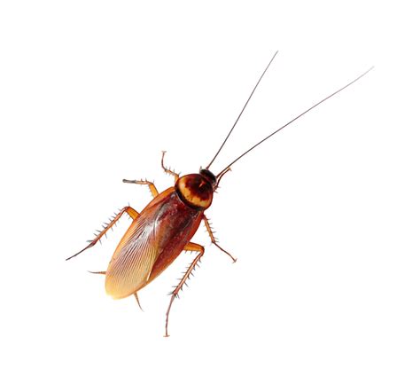 Roach Control in Virginia and Ohio - Accel Pest