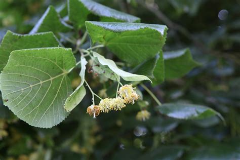 Tilleul Grandes Feuilles Tilia Platyphyllos Infloresce Flickr