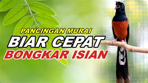 Murai Batu Gacor AMPUH Buat PANCINGAN Murai Batu Agar Bunyi BONGKAR