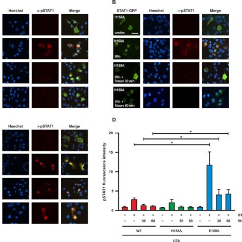 Stat E A Retains High Levels Of Tyrosine Phosphorylation And Nuclear