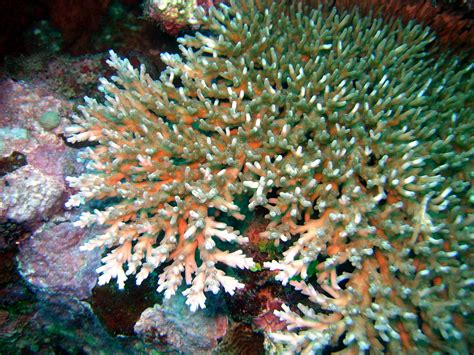 Acropora speciosa Coral | NOAA Fisheries