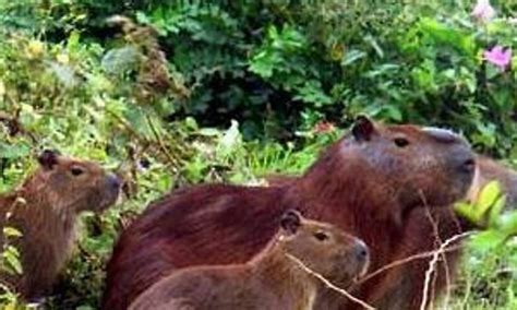 Prefeitura De Campinas Confirma Que Vai Abater Capivaras Confinadas Em