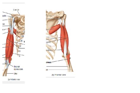 Muscles that move the ulna and radius Diagram | Quizlet