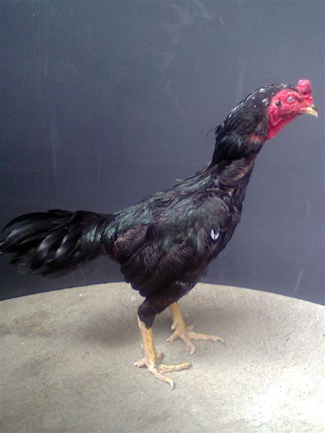 Jual Ayam Aduan