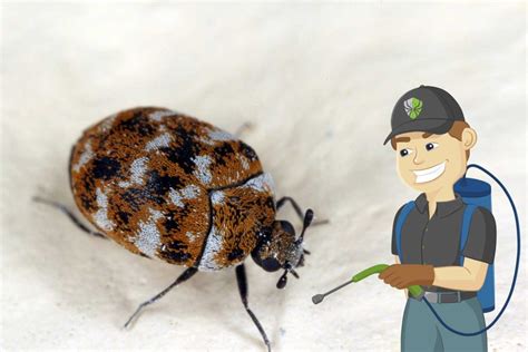 Carpet Beetle And Moth Treatment Wellington Combat Pest Control