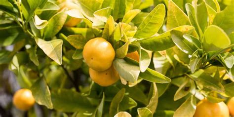 Why are my orange tree leaves turning yellow?