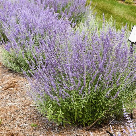 Prime Time Perovskia Plants For Sale Russian Sage Growjoy