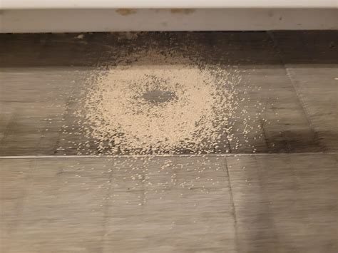Termites In Kitchen 8 Tips To Ensure Your Kitchen Is Termite Free